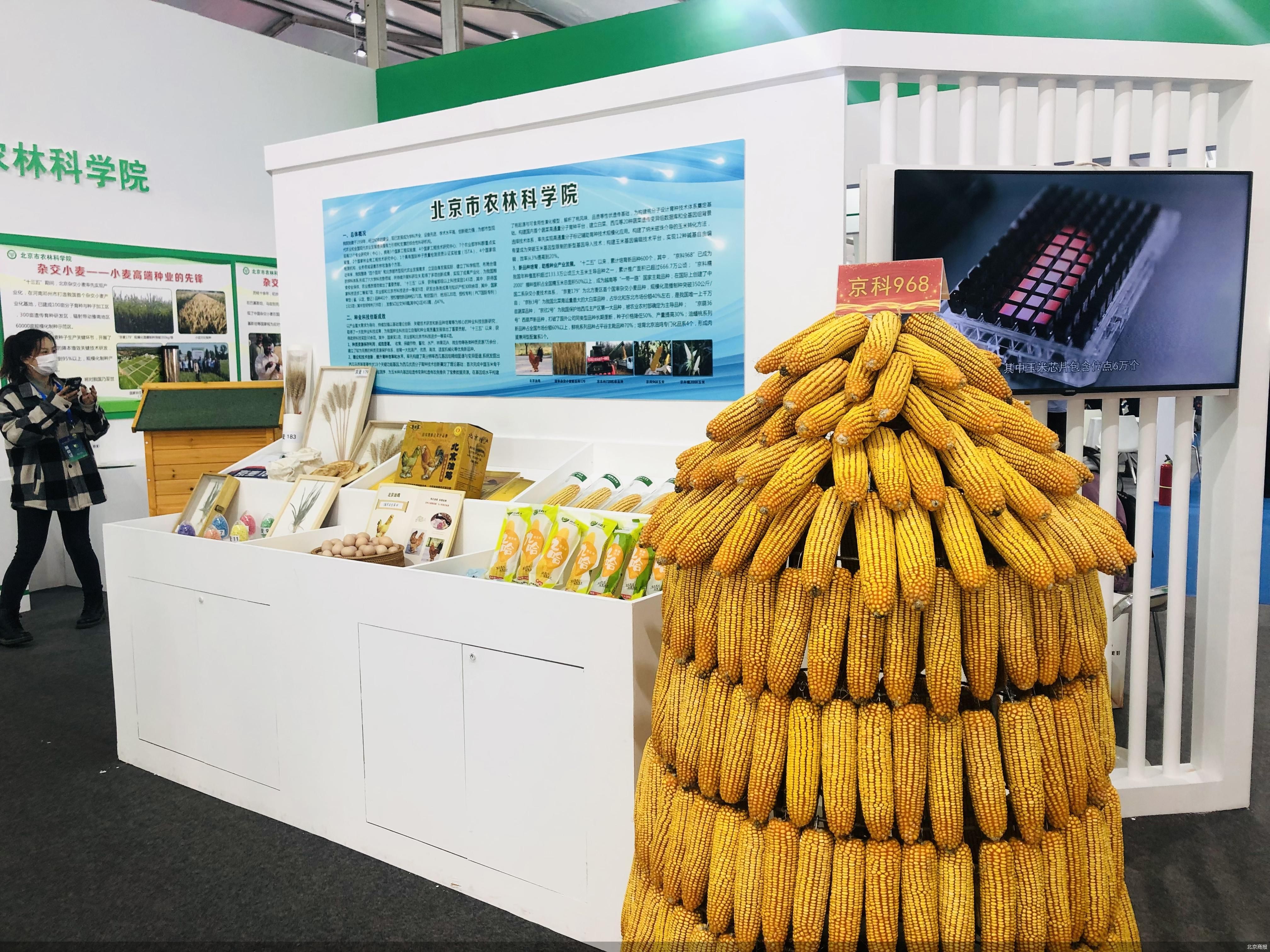 “玉米自交系”抢眼 种业振兴北京如何打头阵