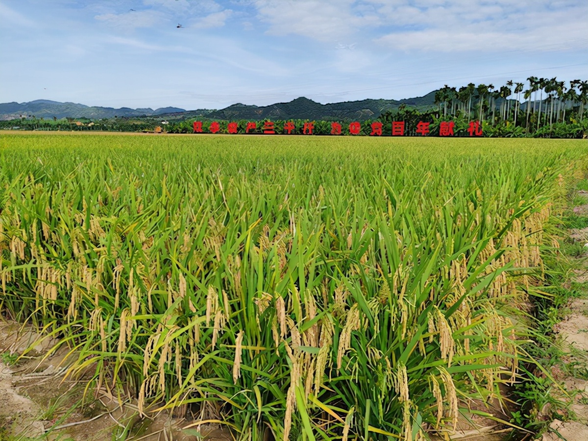 亩产1586.86公斤！海南三亚双季稻亩产突破超3000斤目标