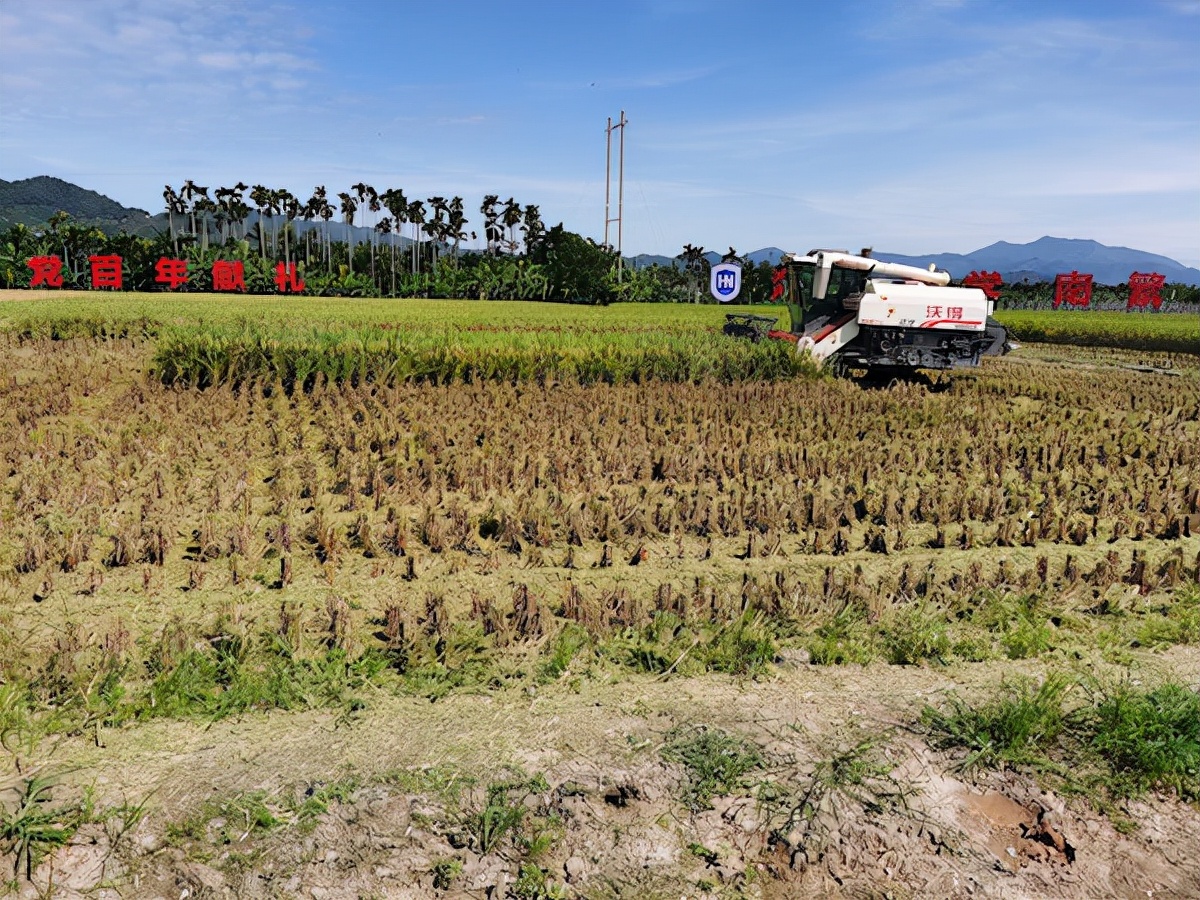 亩产1586.86公斤！海南三亚双季稻亩产突破超3000斤目标