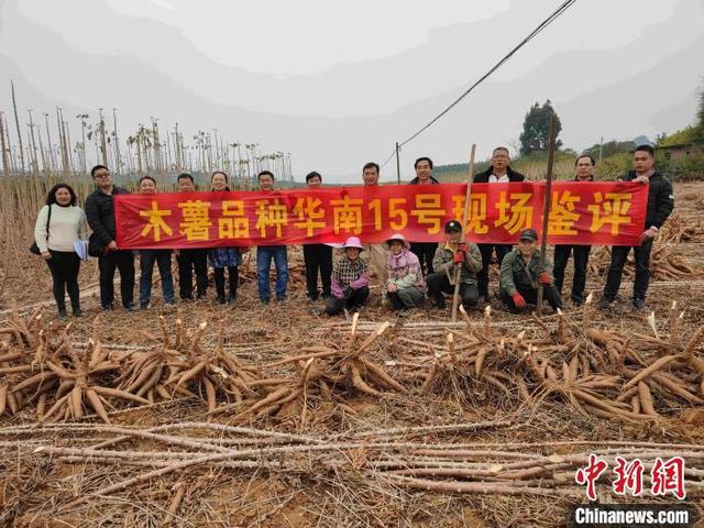 中国热科院选育出4个木薯新品种（累计推广面积5.2万亩）