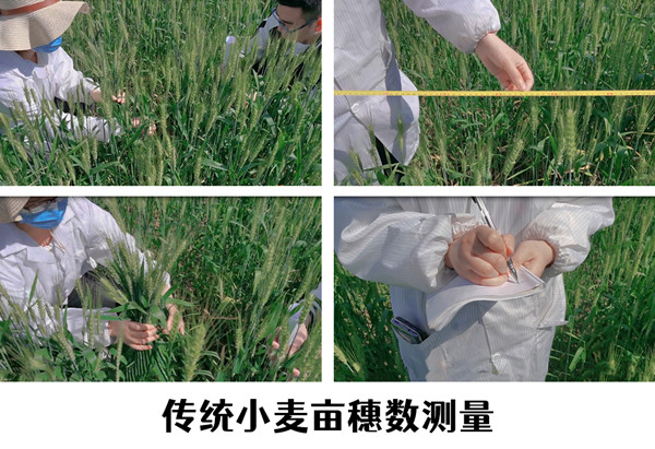 小麦亩穗数快速测量，让科学研究更高效