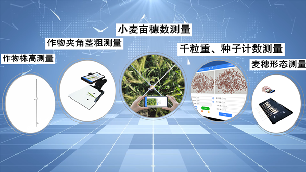 小麦亩穗数快速测量，让科学研究更高效