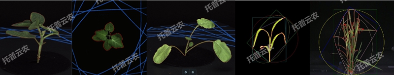盆栽植物二维数字表型采集分析系统