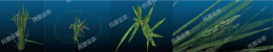 盆栽植物三维数字表型采集分析系统