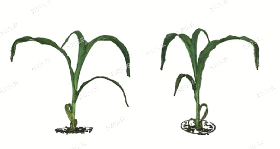 高通量逆境模拟及植物生长监测平台