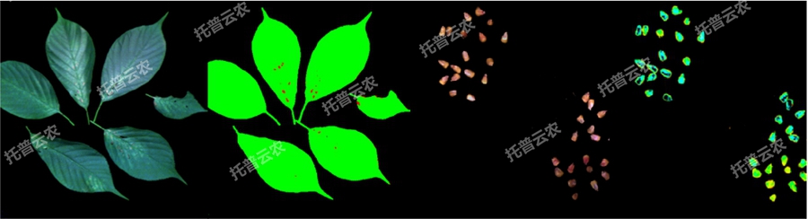高光谱植物数字表型采集分析系统