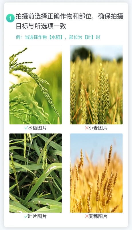 【AI+植保】1张照片抵过10年经验，8000余种病虫害全曝光！
