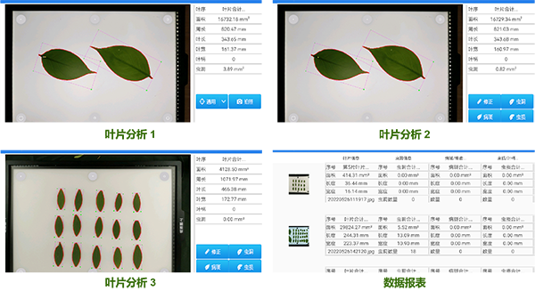 智能叶面积测量系统-高效完成大批量植株叶片表型参数的自动化测量