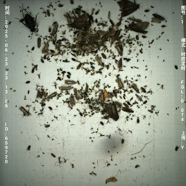 智能(AI)虫情测报灯