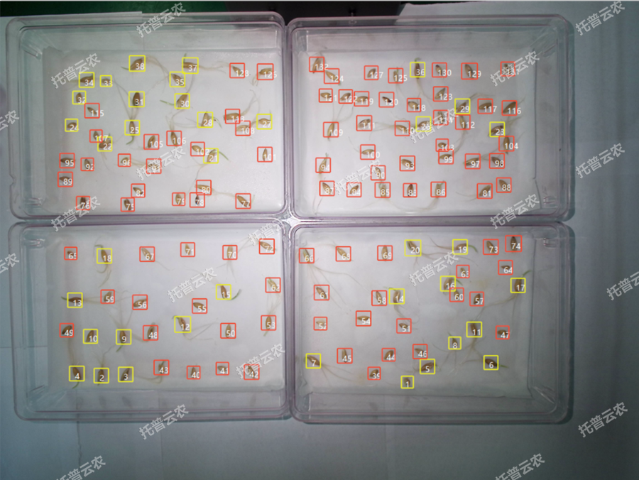 种子高通量智能萌发鉴定系统