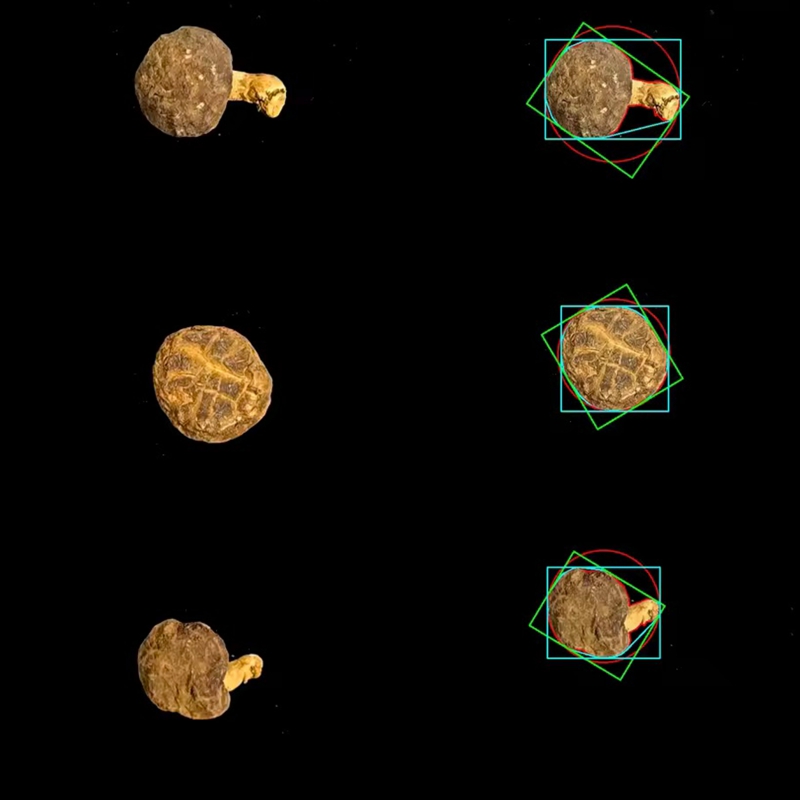 食用菌表型采集分析系统