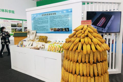 “玉米自交系”抢眼 种业振兴北京如何打头阵