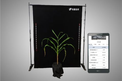 玉米株型分析系统