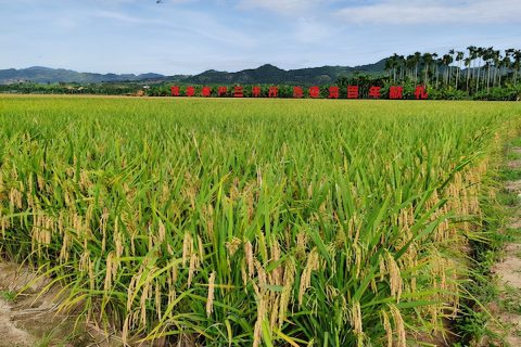 海南实现双季稻亩产1500公斤目标（袁隆平团队杂交水稻双季亩产攻关再获成功）