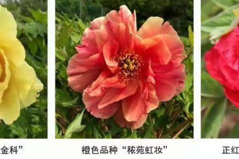 奇缺花色成功培育：我国牡丹育种取得新进展