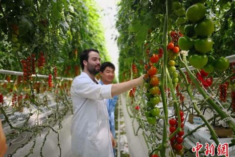 甘肃农业“引种”解“旱愁”：振“农芯”拓国际生意