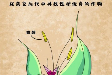 从经验到科学，作物育种进化图鉴（一图看懂作物育种进程）