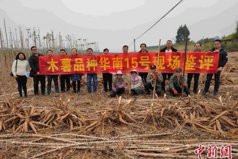 中国热科院选育出4个木薯新品种（累计推广面积5.2万亩）