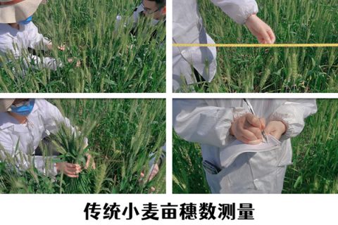 小麦亩穗数快速测量，让科学研究更高效
