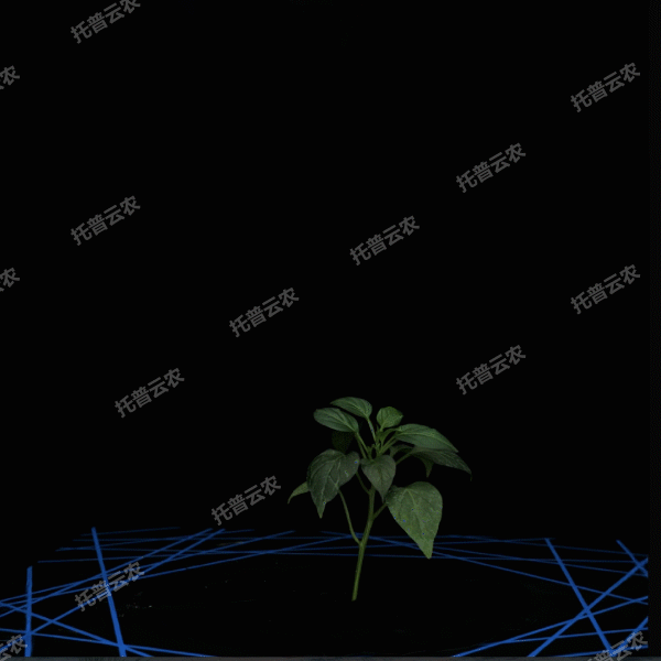 盆栽植物三维数字表型采集分析系统