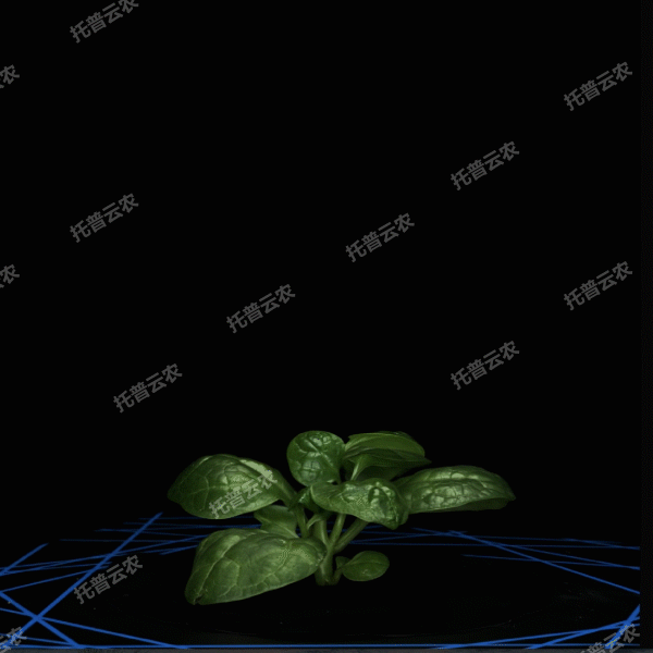 盆栽植物三维数字表型采集分析系统