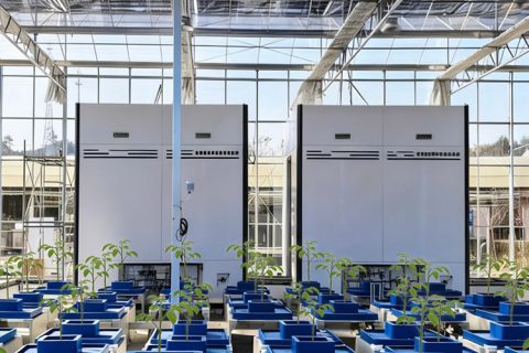 高通量植物表型采集分析平台