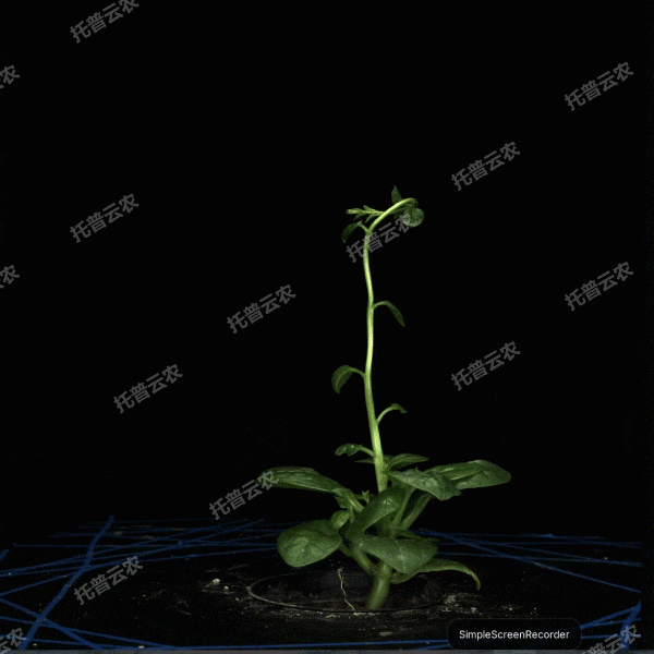 高通量逆境模拟及植物生长监测平台