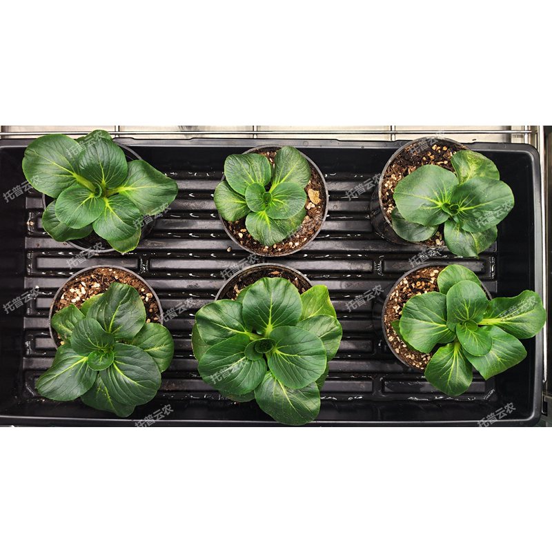 环控型植物活体影像分析仪