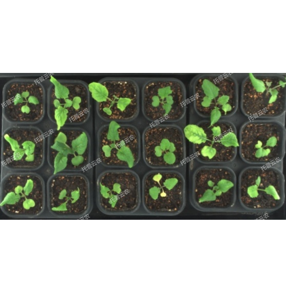 环控型植物活体影像分析仪