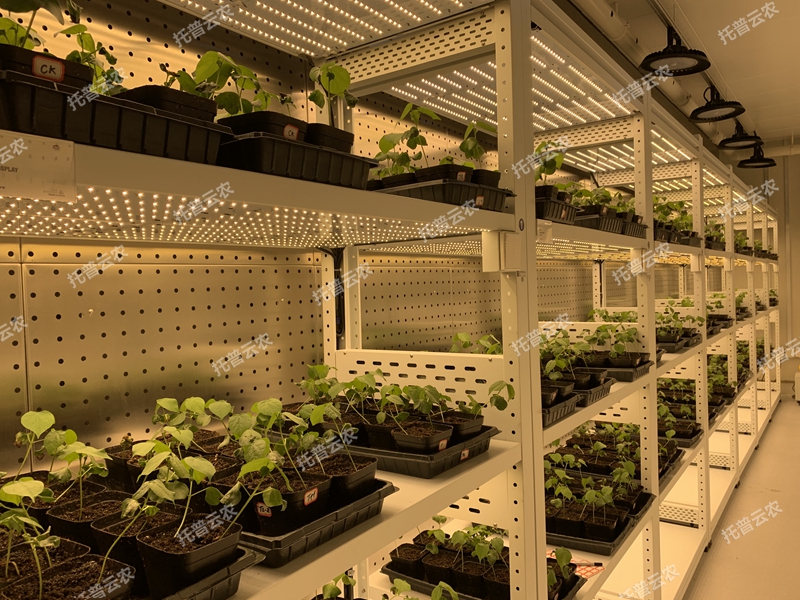 箱式型植物工厂
