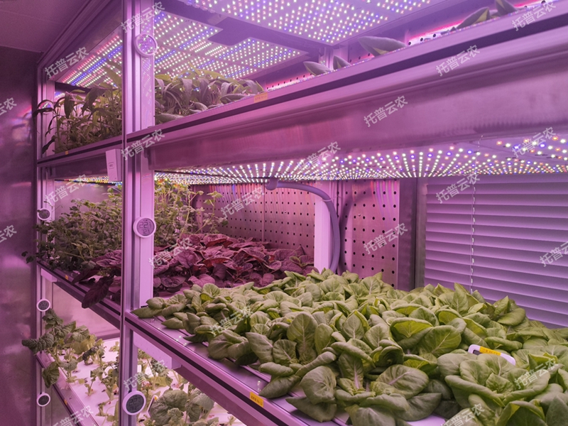 箱式型植物工厂
