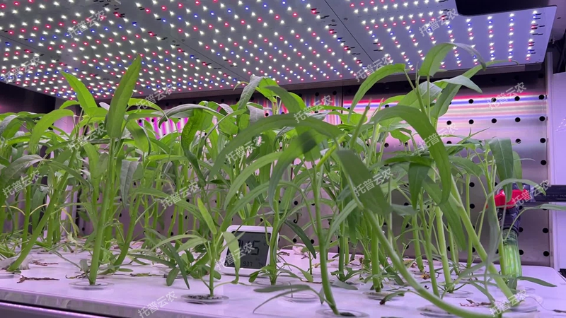 箱式型植物工厂