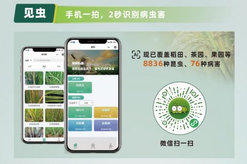 【AI+植保】1张照片抵过10年经验，8000余种病虫害全曝光！