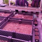 人工气候室植物表型监测系统