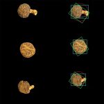 食用菌表型采集分析系统