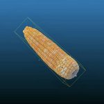 高通量玉米果穗考种分析系统