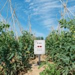 番茄潜叶蛾智慧性诱测报系统（露地）