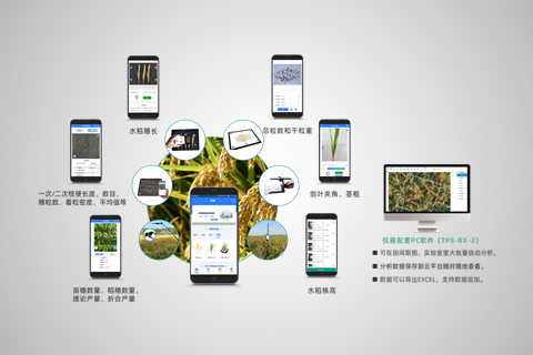 水稻表型检测系统（手机端+PC端）